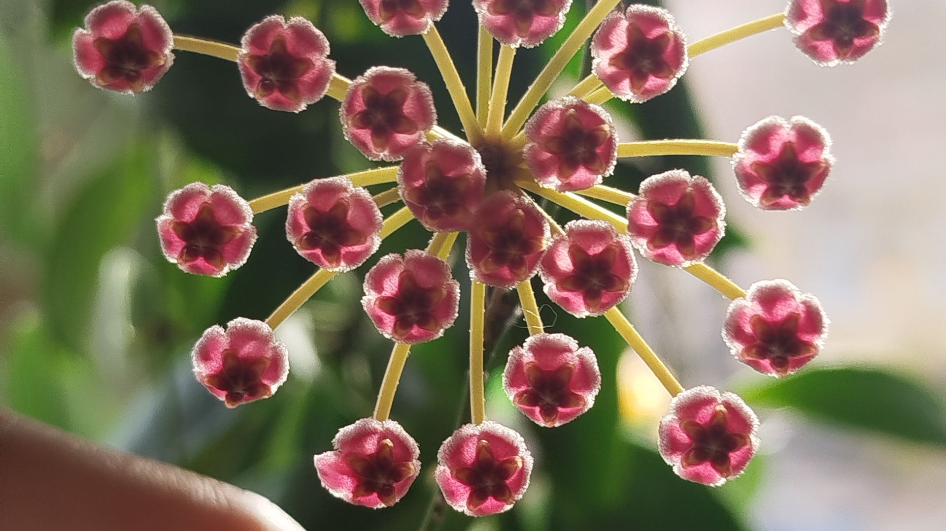 Хойя Грацилис.🔆 Обзор сорта.