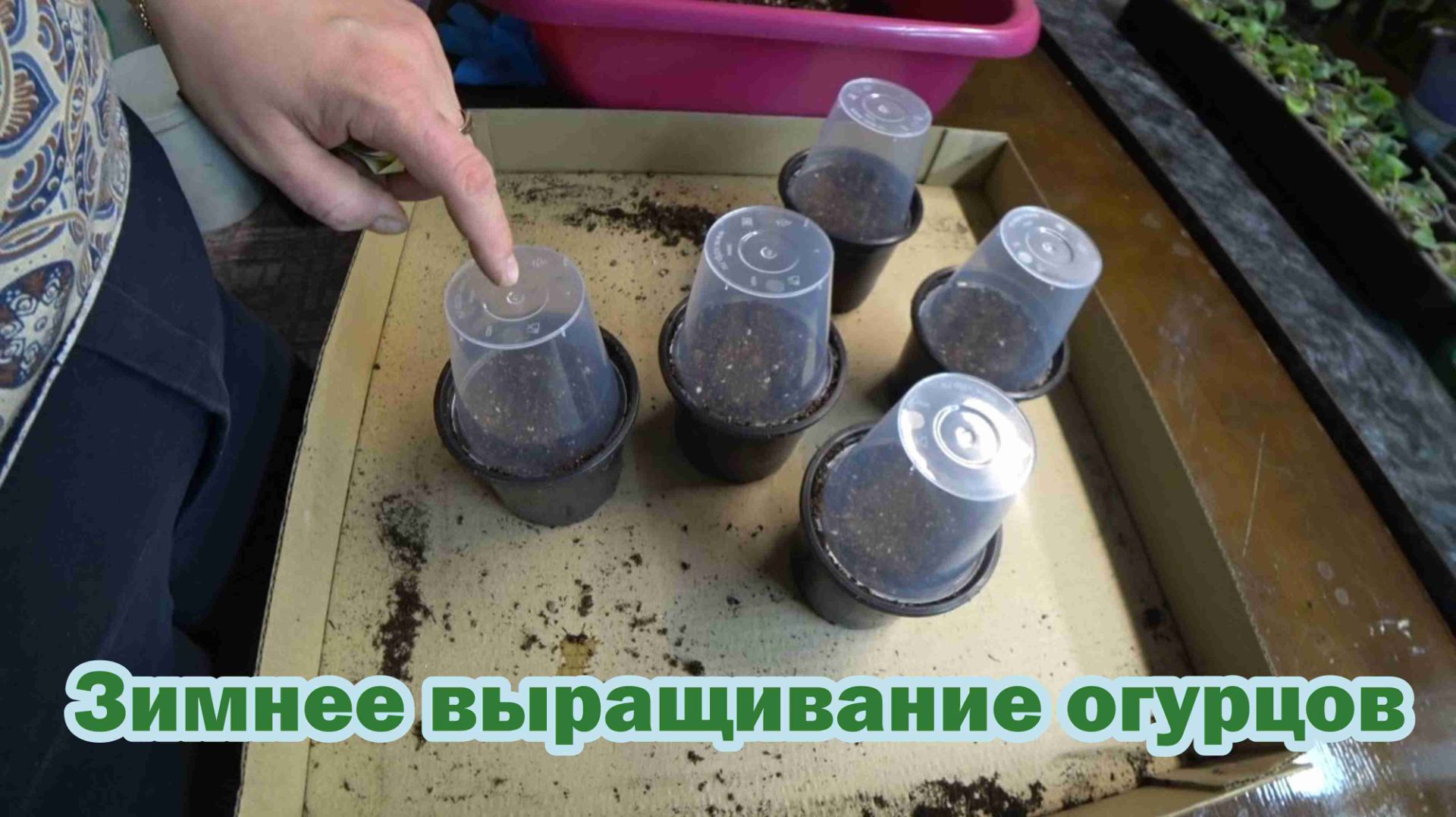 Сеем огурцы в зимнем огородике смотреть онлайн