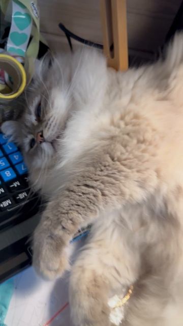 Кот считает на калькуляторе 🙀😮🤓 смотреть онлайн