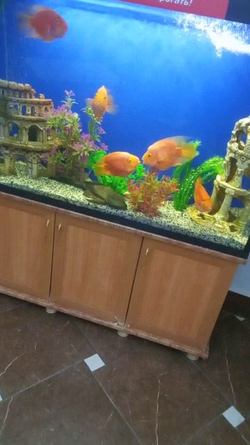 Рыбки целуются смотреть онлайн