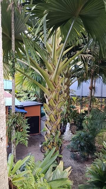 Красота, которую не передать словами Что скрывает Nong Nooch? смотреть онлайн