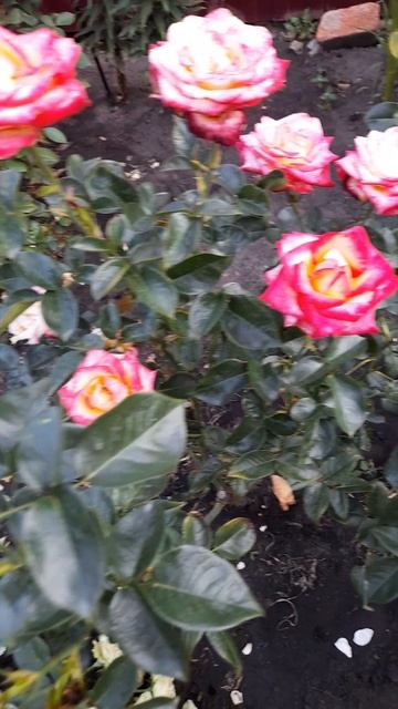 Роза Мега Стар. смотреть онлайн