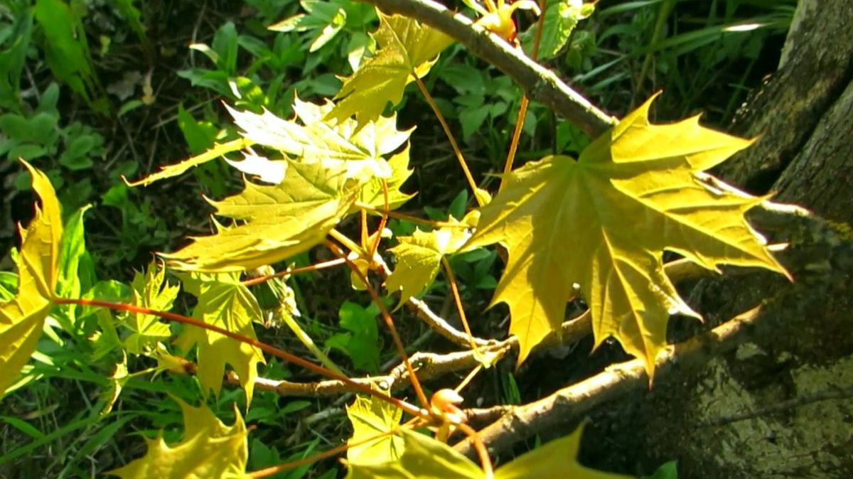 Молодые листья клёна смотреть онлайн