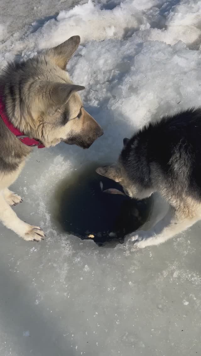 Собачки рыбачат Pandasakha #shorts