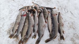 Щука на Жерлицы. Зимняя рыбалка с ночёвкой 30.11.2025г