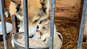 Щенки налетели с ходу