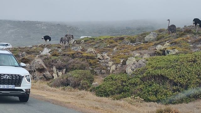 такое можно встретить в ЮАР
