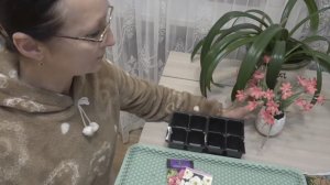 Хроника в городе в конце ноября 2025 года. Маатуушка земляяя )) Петунию и эустому начала сеять..