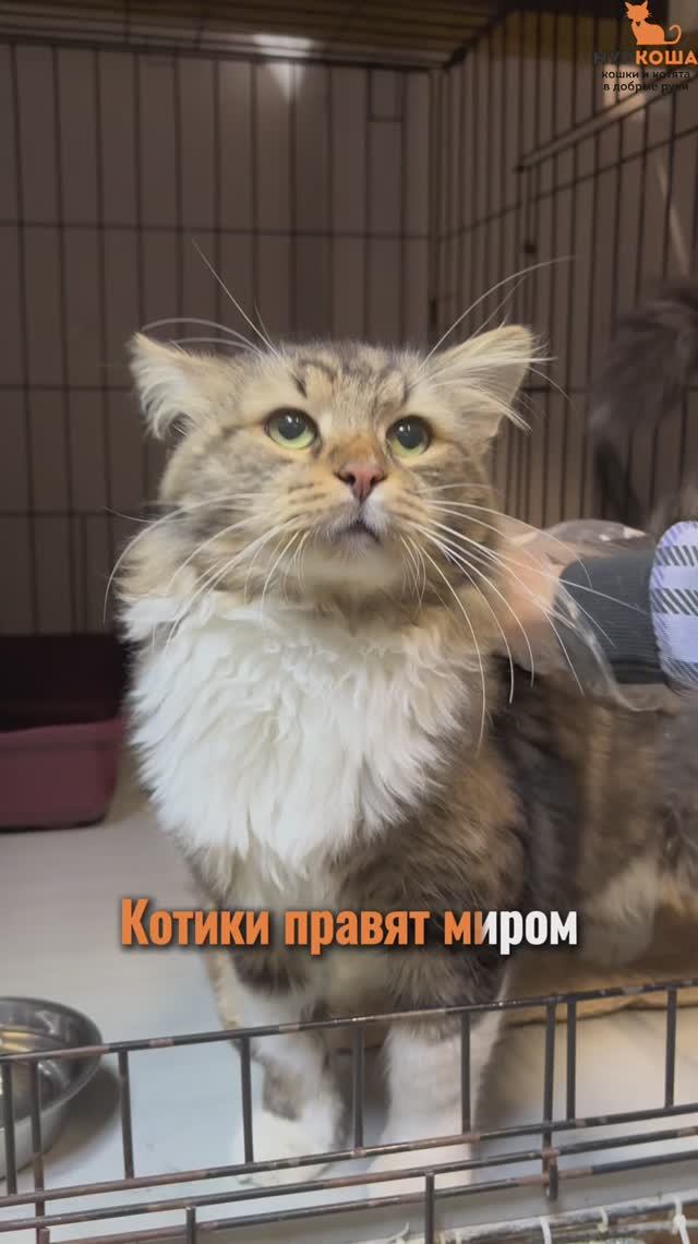 Вымпел (уже дома) смотреть онлайн