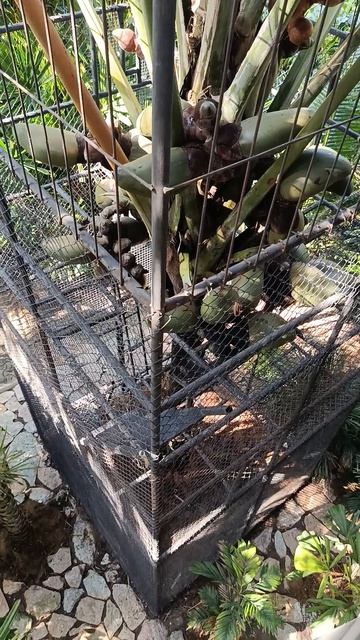 Сад, где каждая пальма — легенда Что скрывает Nong Nooch? смотреть онлайн