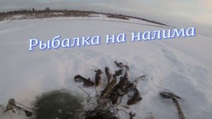 Ловля налима на Енисее перемётами. 31