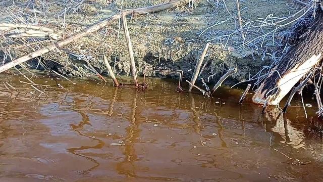 Трофейный бобр под 31кг😳/Охота на бобра смотреть онлайн