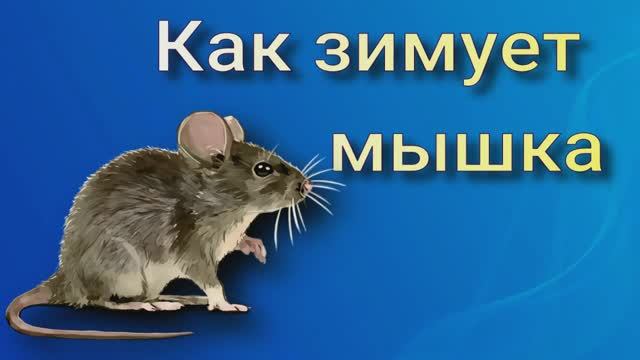Как зимует мышка беседа для детей. смотреть онлайн