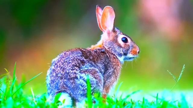 Демонстрация реального OLED Dolby Vision