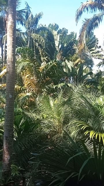 Время течёт иначе в этом саду Что скрывает Nong Nooch? смотреть онлайн