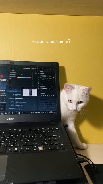 Моя любовь❤️ #кот #котики #сat #cats #catshorts #catvideos #животные #catsvideo #catlovers #catholic смотреть онлайн