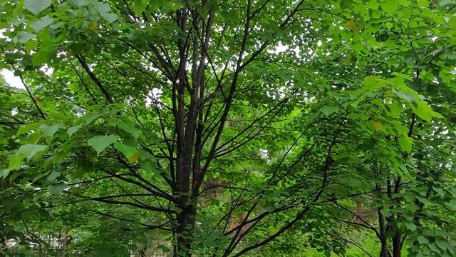 Парк Муравьёва-Амурского смотреть онлайн