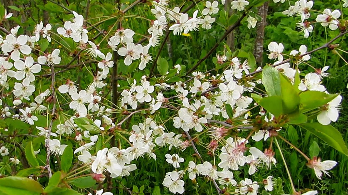 Цветёт вишня смотреть онлайн