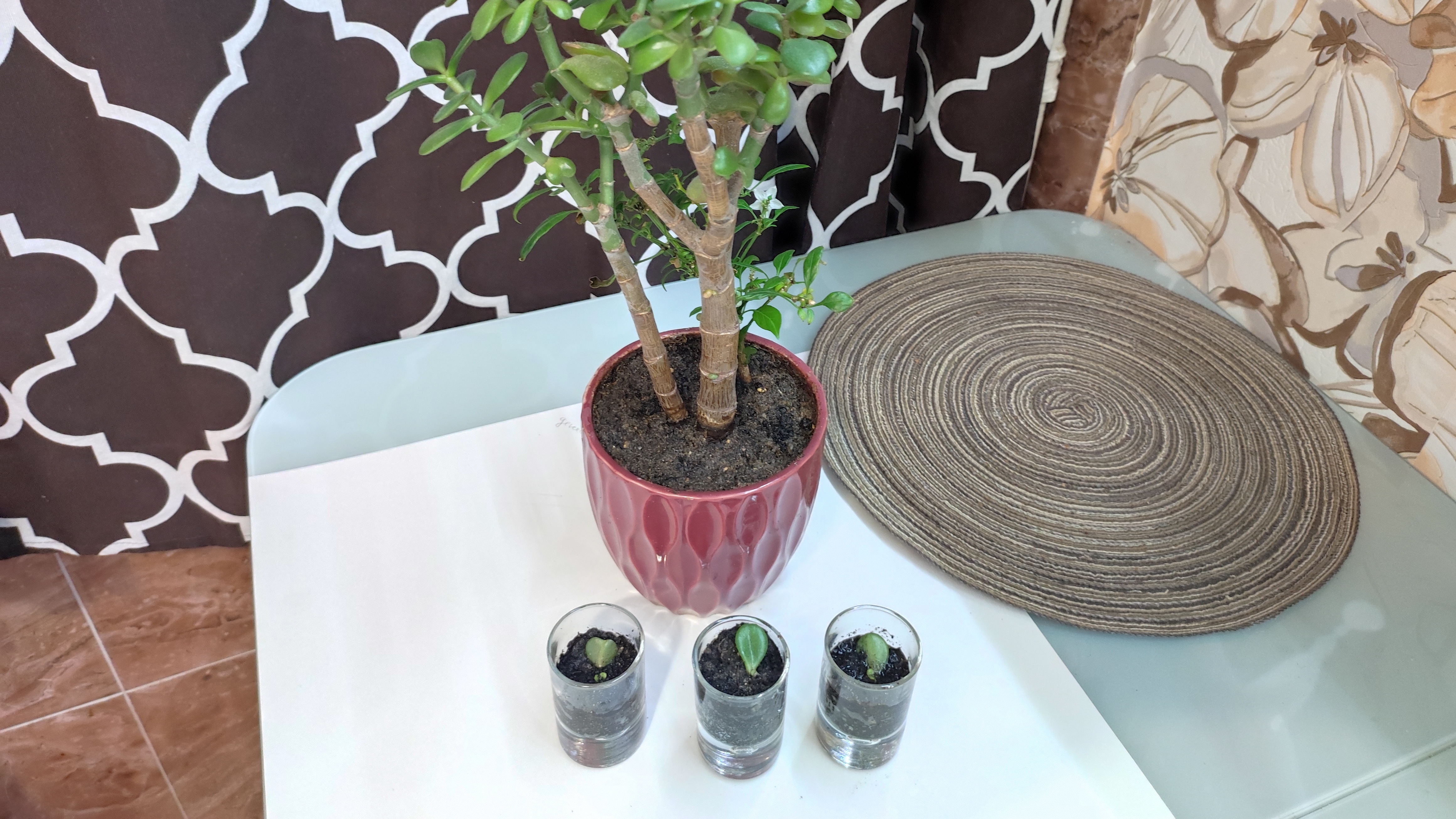 Денежное дерево. Размножение. Очень просто. смотреть онлайн