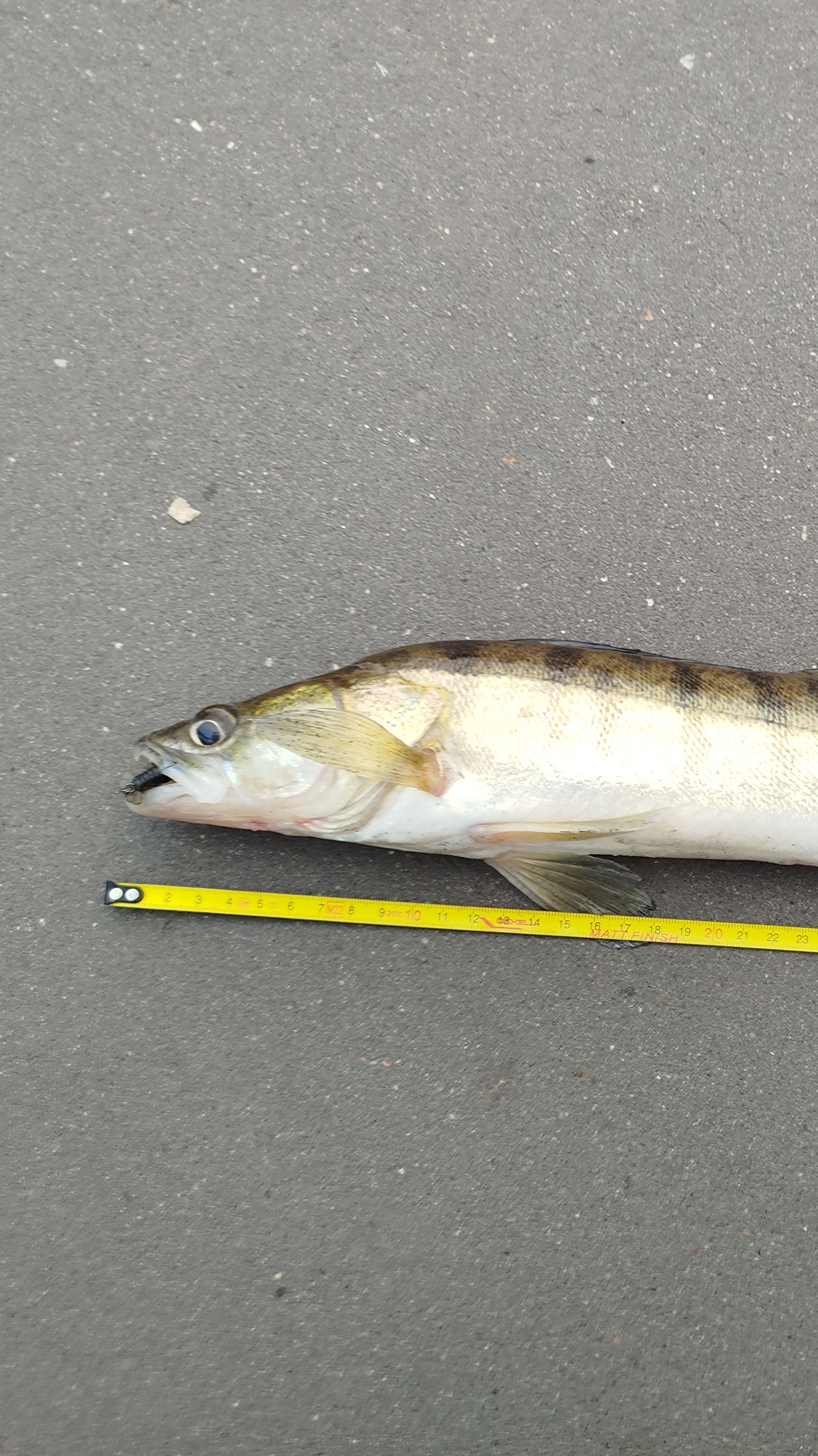 Судак Москва река! смотреть онлайн