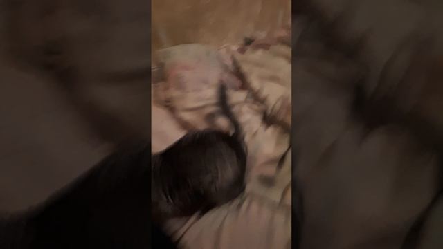 Манюня. Шиншилла🤗💖 смотреть онлайн