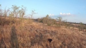 БОНИ познаёт мир охоты!!!