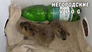 Щенение самки НУТРИИ. Потери. 28.11.25