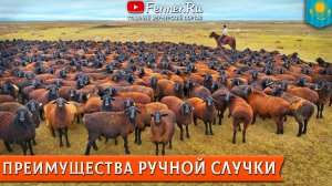 Бараны-производители эдильбаевской породы, класса элита. Ярки и переярки класса элита. Алаколь-Агро