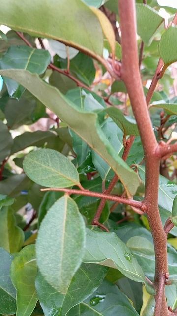 VID_20251007_104454 Гуми осенью.