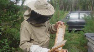 Взяток в сентябре месяце, точек на 6-ти рамочниках.