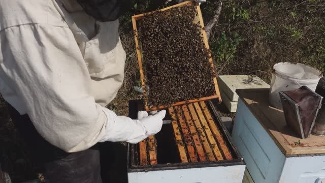 Отбор меда , сборка гнезда в зиму , закорм пчел . смотреть онлайн