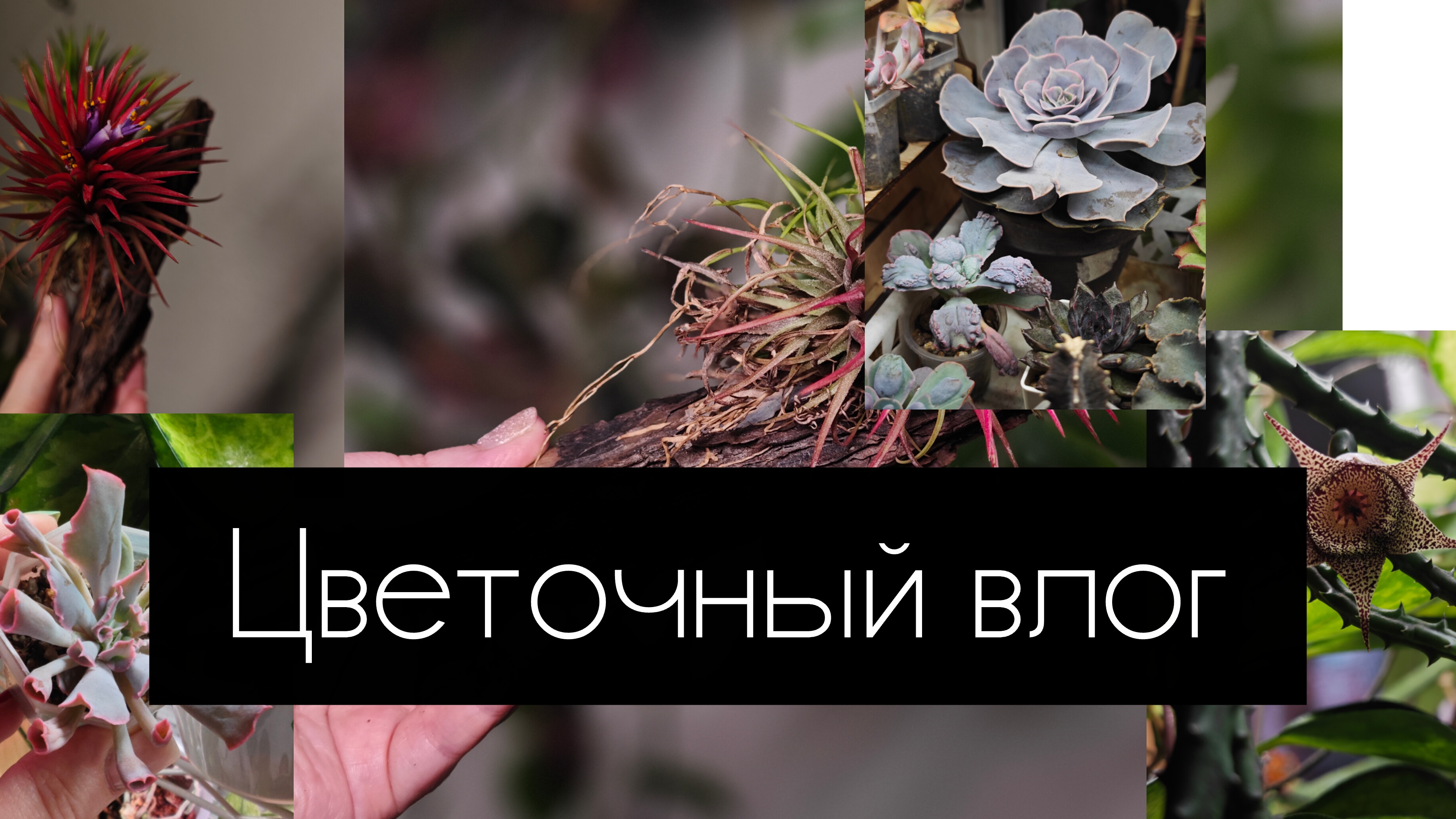 цветочный влог. декабрь 2025 смотреть онлайн