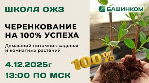 Черенкование на 100% успеха