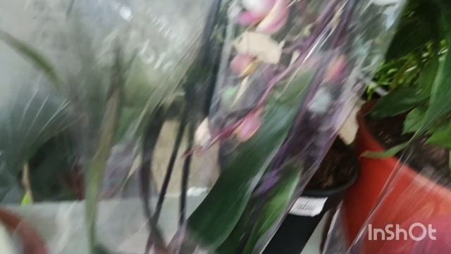 Новые орхидеи в магазине 