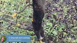 Почему на яблоне почернела кора? Опасное заболевание- чёрный рак.