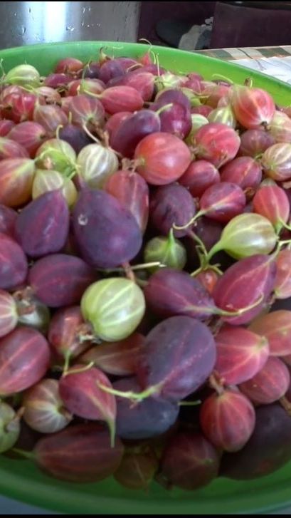 Сорта крыжовника, которые не поражаются мучнистой росой смотреть онлайн