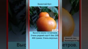 Видео-каталог сортов томатов и перца из моей коллекции... Часть 1...