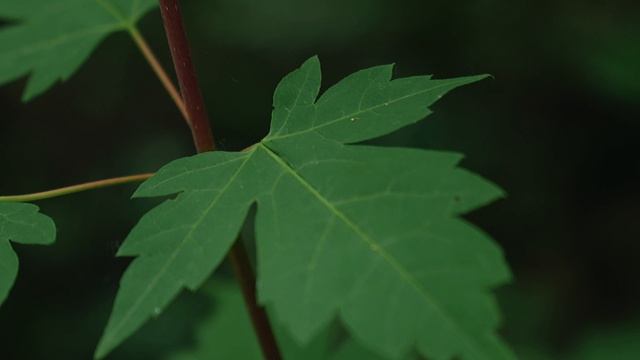 Хехцир - старейший заповедник Хабаровского края смотреть онлайн