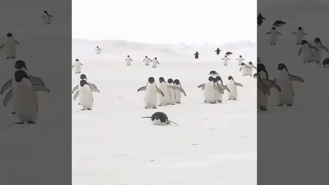 Катание на животе. смотреть онлайн