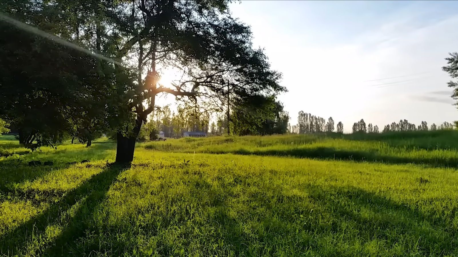 Звуки весеннего леса и расслабляющее пение птиц для сна смотреть онлайн