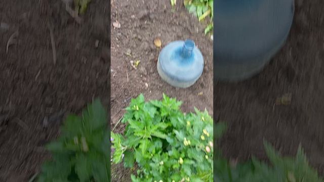 VID_20251007_104100 сентябрь . Укрываю постепенно розы. Были морозы.