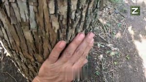 СВО Минометная батарея ВСУ.