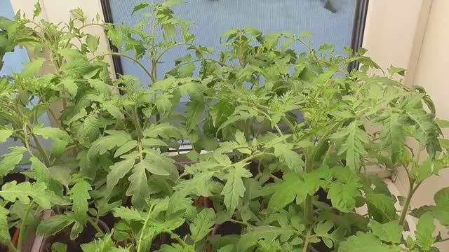 Обзор всей моей рассады томатов в конце февраля. 2022 год. смотреть онлайн