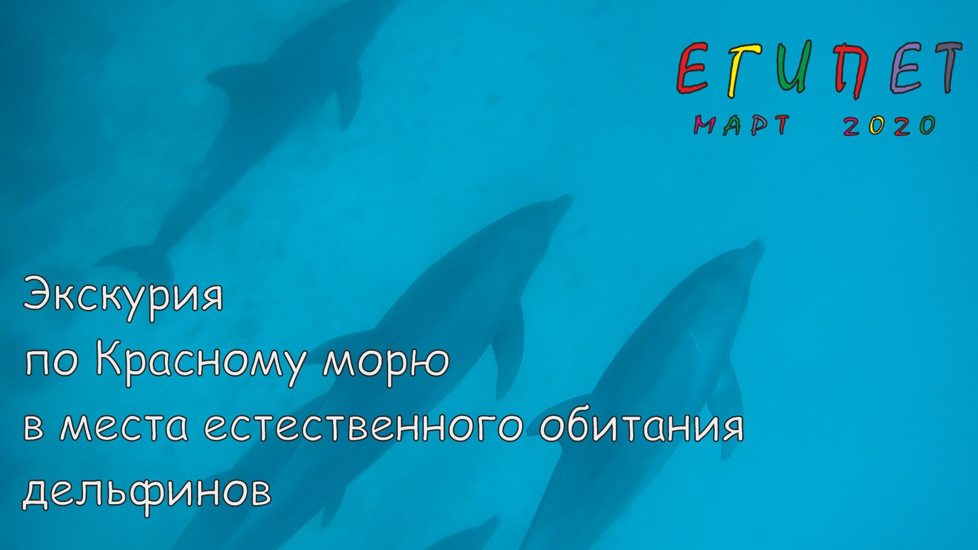 Египет. Коралловый риф. Дельфины.