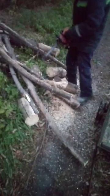 заготовка дров валежник клён село Залесово алтайский край