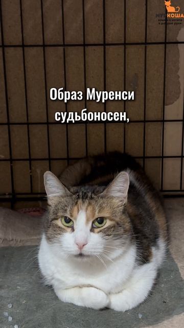 Муренси ждёт вас в приюте #Муркоша смотреть онлайн