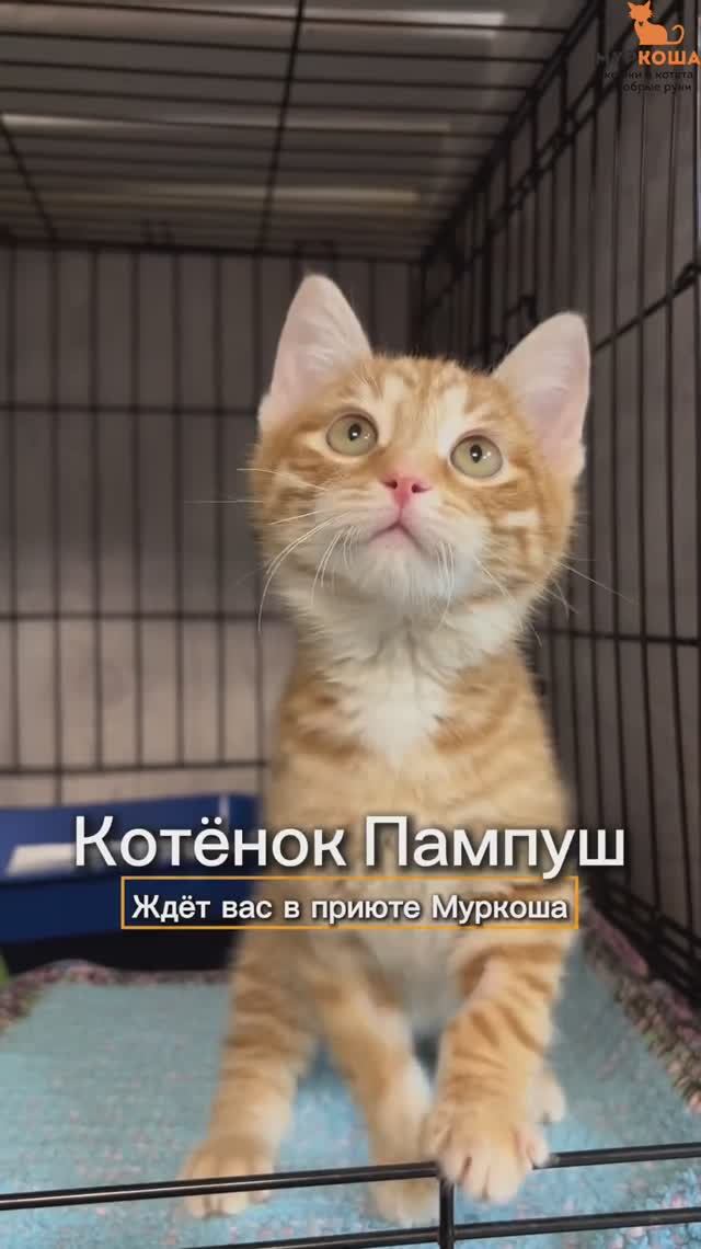 Пампуш ждёт вас в приюте #Муркоша смотреть онлайн