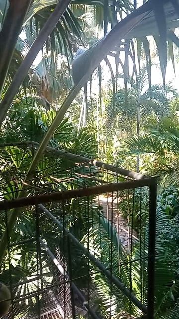 Тень, в которой забываешь про жару Что скрывает Nong Nooch? смотреть онлайн