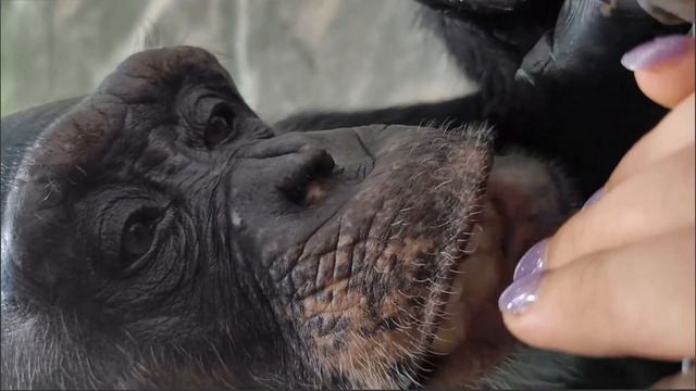 Новый уход от шимпанзе ASMR #sleepsounds  #groomingmonkey #chimpanzeegrooming #monkeygrooming