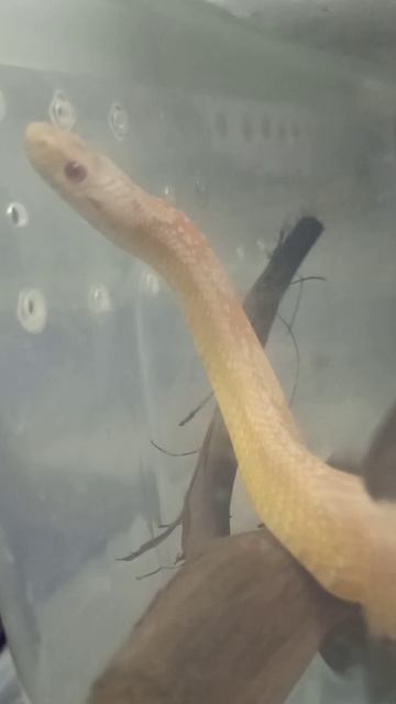 Снова у Карамельки перестановки... 4 ноября 2025 г. смотреть онлайн